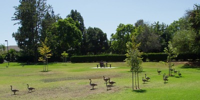 A line of geese