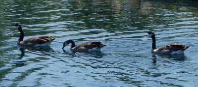 Geese on the water.