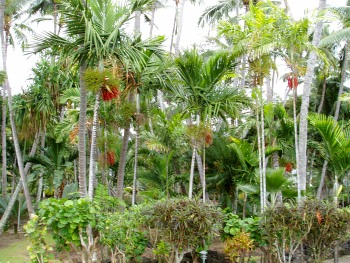 Hotel gardens