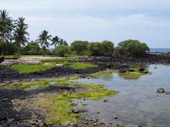 Tide pool