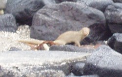 Mongoose 2