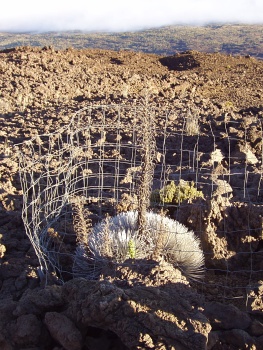 Silversword