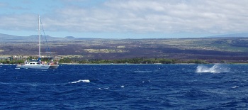 Catamaran and whale