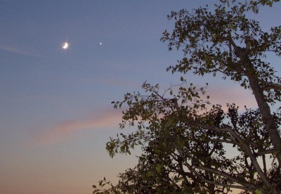 The Moon and Venus behind a tree (Nov. 5, 2005 @ 5:09pm PST)
