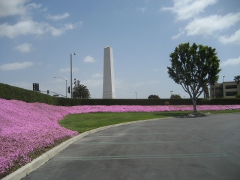Purple Flowers
