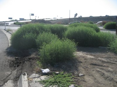 tumbleweeds