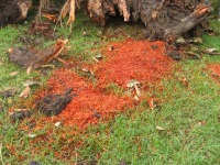 Orange Sawdust