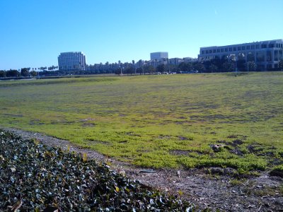 Green Lot