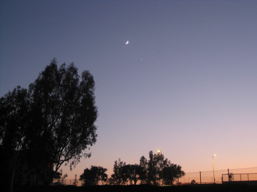 Tree with the moon, Venus and Jupiter in the background.